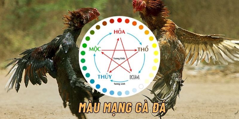 Hướng dẫn cách soi màu mạng gà đá theo ngày âm lịch phù hợp