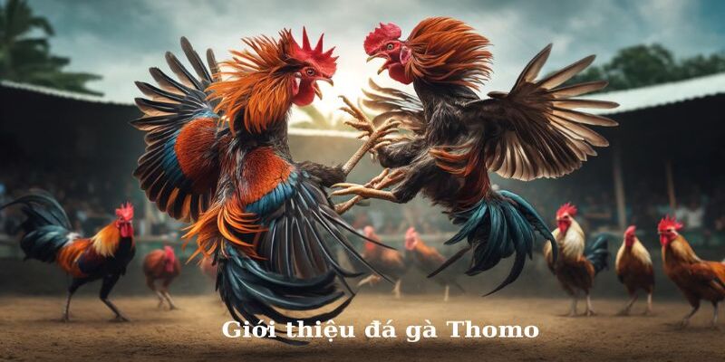 Khái niệm đá gà thomo trực tiếp cho người mới tham gia